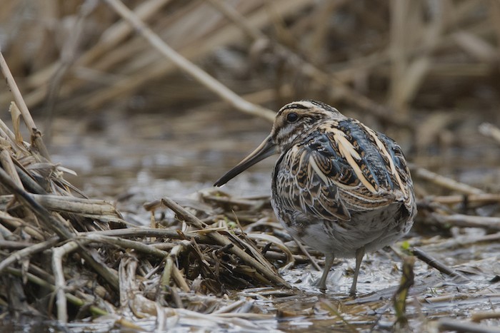 Jack Snipe