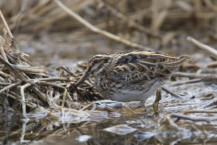 Jack Snipe