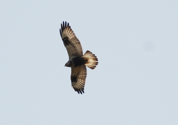 Rough-legged Buzzard