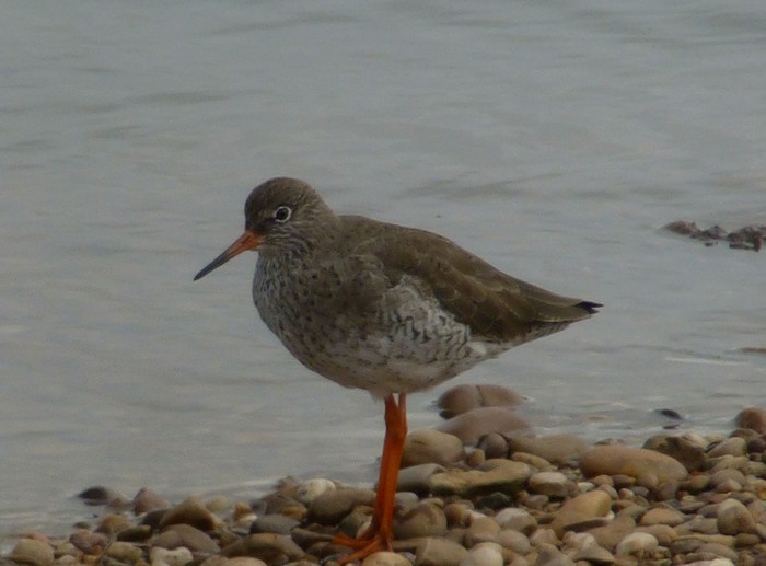 Redshank