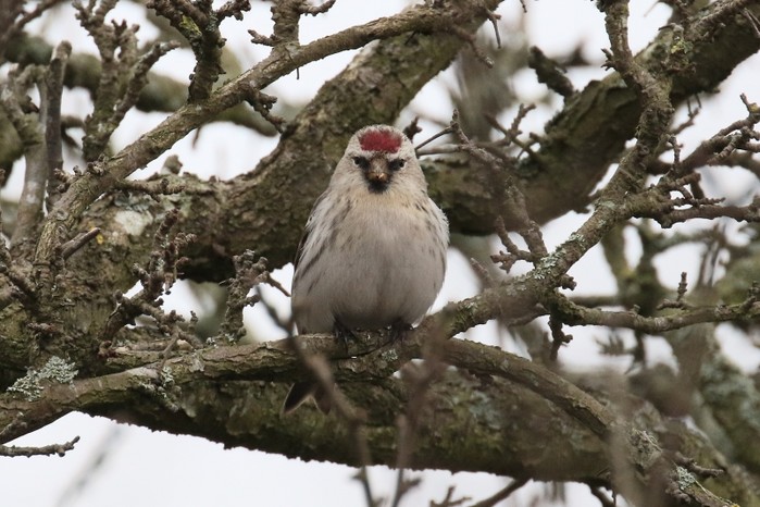 Coues's Arctic Redpoll