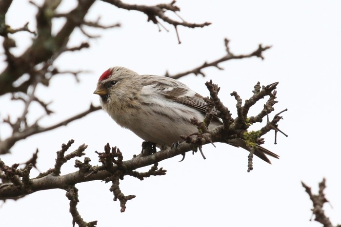 Coues's Arctic Redpoll