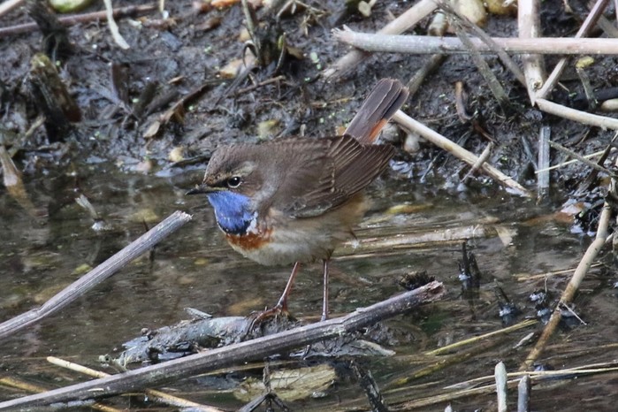 White-spotted Bluethroat