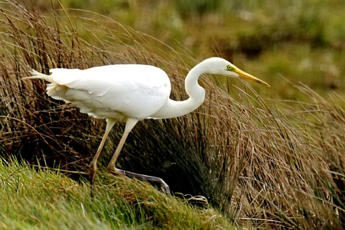 Great White Egret