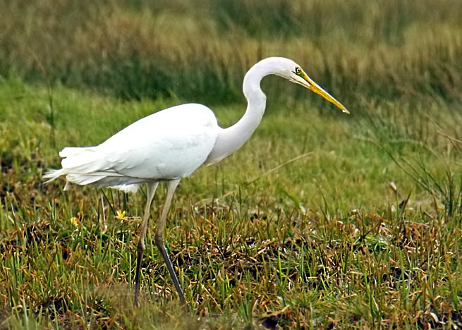 Great White Egret