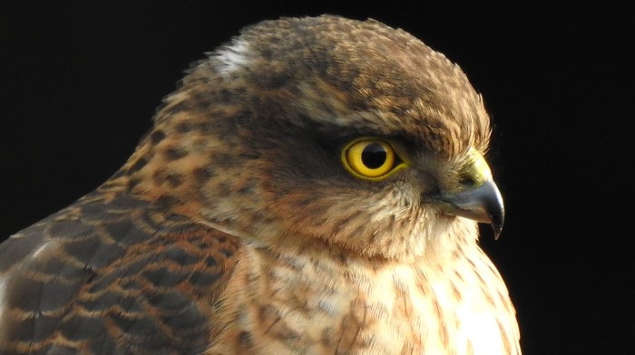 Sparrowhawk