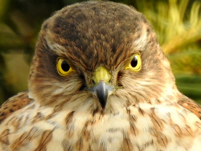 Sparrowhawk