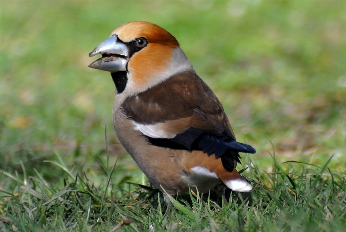 Hawfinch