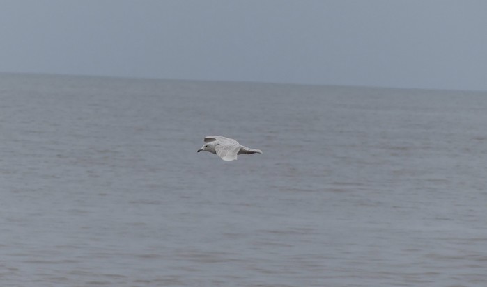 Iceland Gull