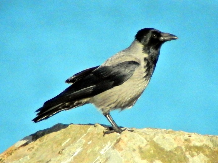 Hooded Crow