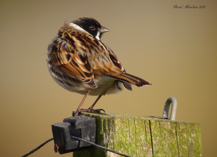 Reed Bunting