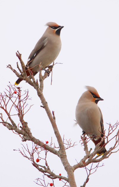 Waxwing
