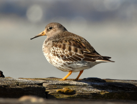 Purple Sandpiper