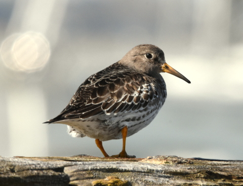 Purple Sandpiper