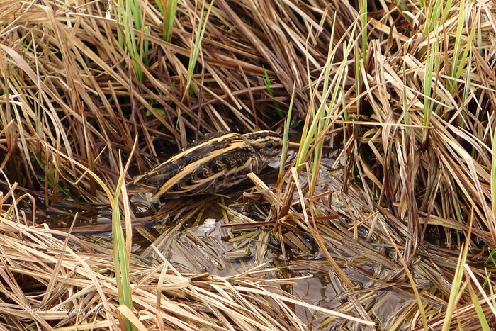Jack Snipe