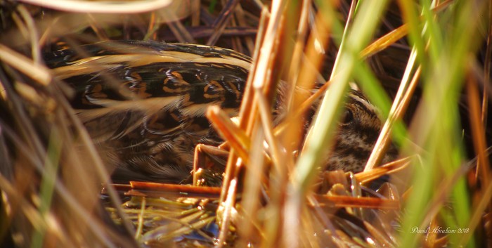Jack Snipe