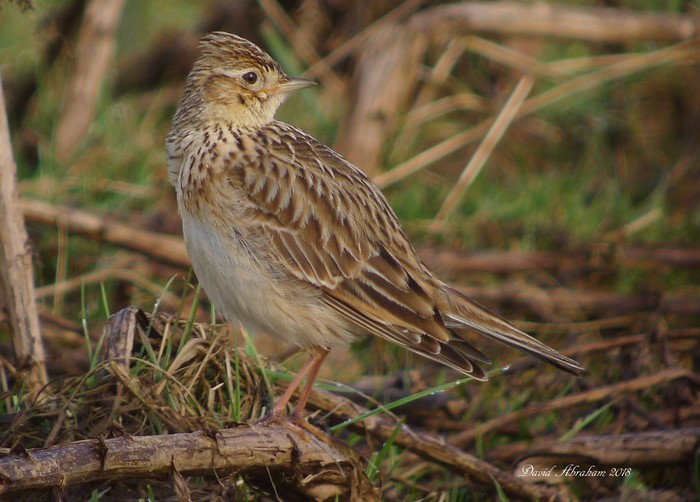 Skylark