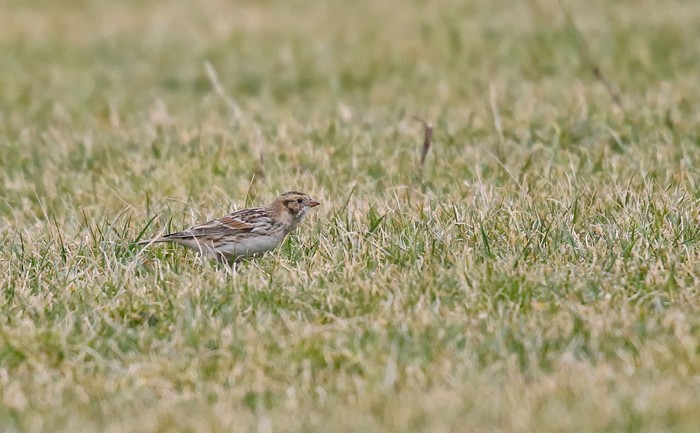 Lapland Bunting