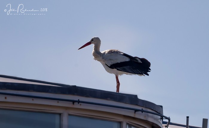White Stork