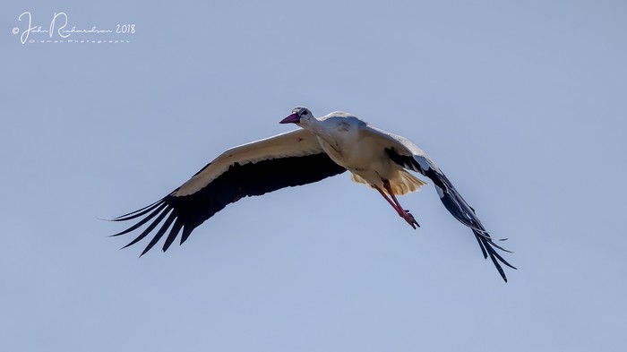 White Stork