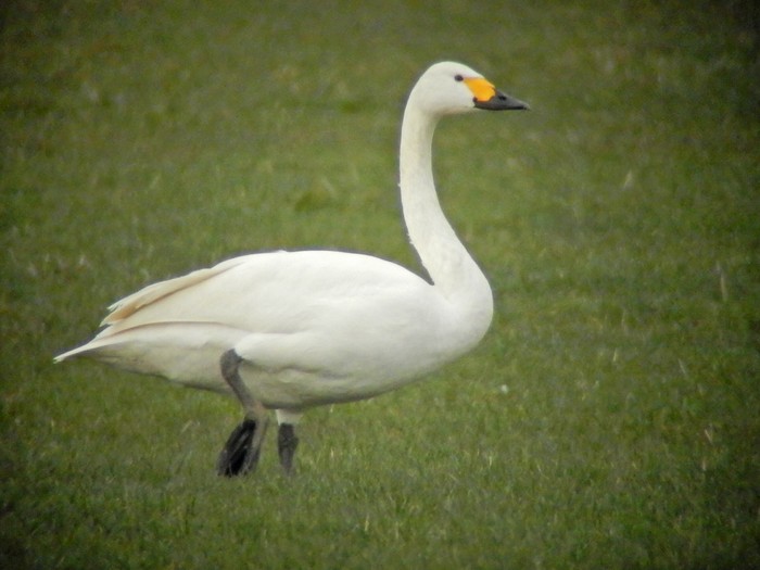 Bewick's Swan