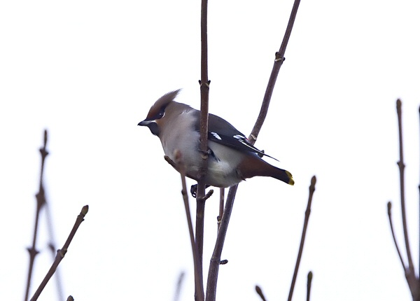 Waxwing