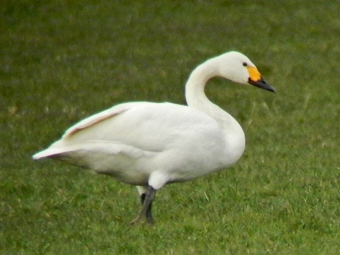 Bewick's Swan