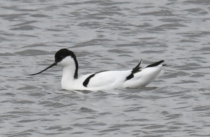 Avocet