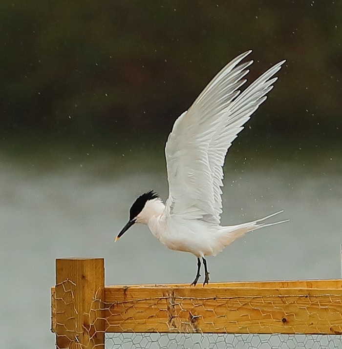 Sandwich Tern