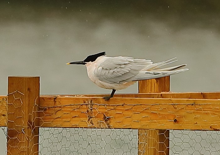 Sandwich Tern