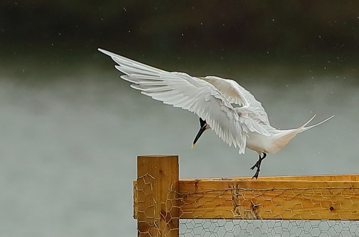 Sandwich Tern