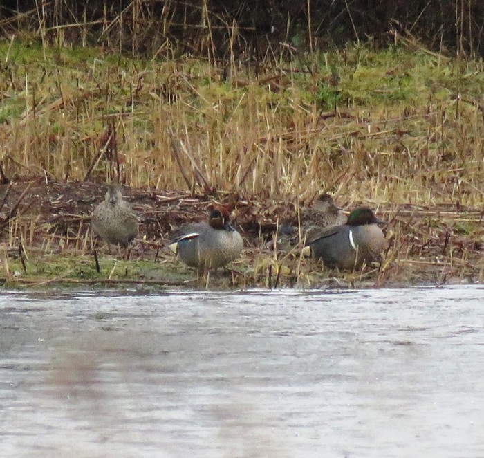 Green-winged Teal
