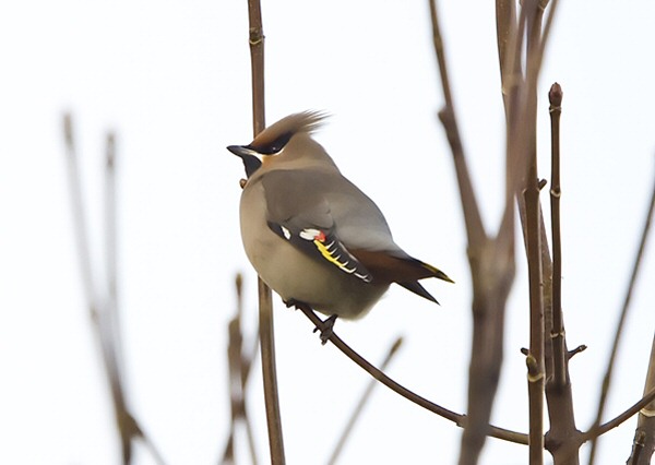 Waxwing
