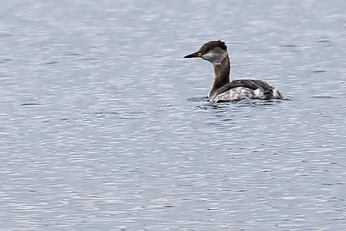 Red-necked Grebe
