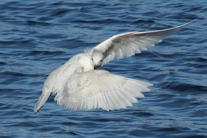 Iceland Gull