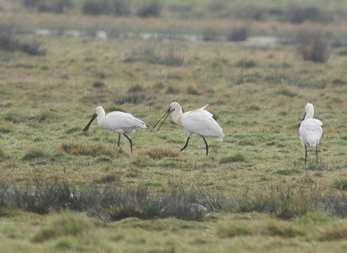 Spoonbill