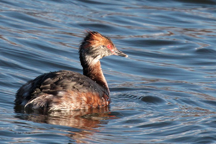 Slavonian Grebe