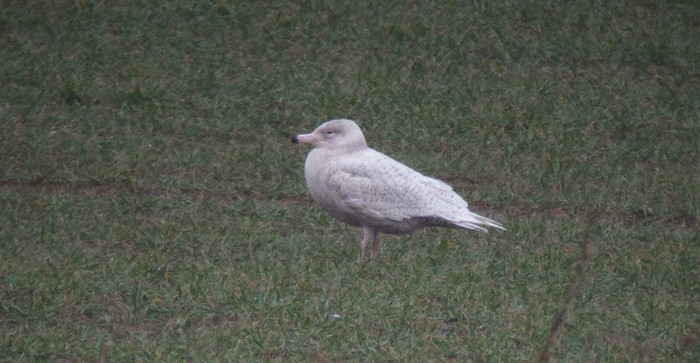 Glaucous Gull