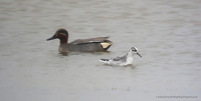 Grey Phalarope