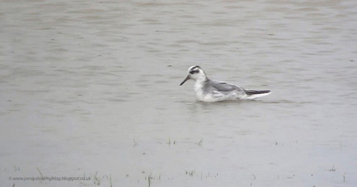 Grey Phalarope