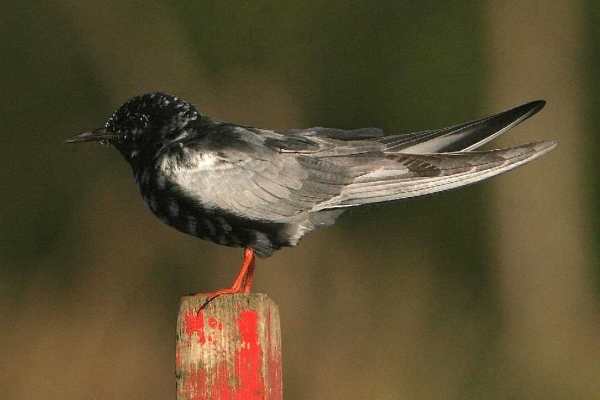 White-winged Black Tern