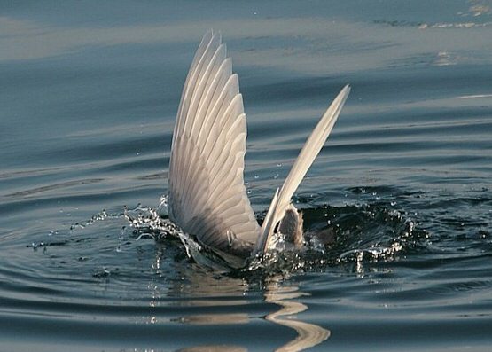 Iceland Gull