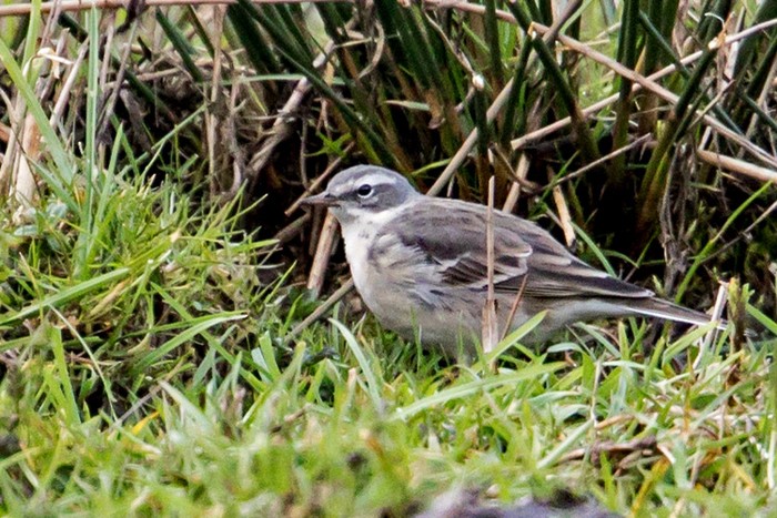 Water Pipit