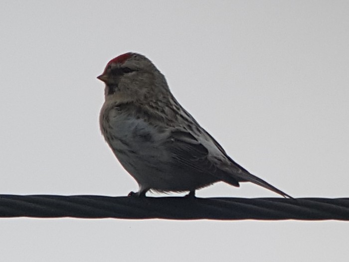 Coues's Arctic Redpoll