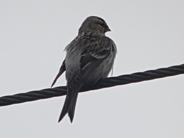 Coues's Arctic Redpoll