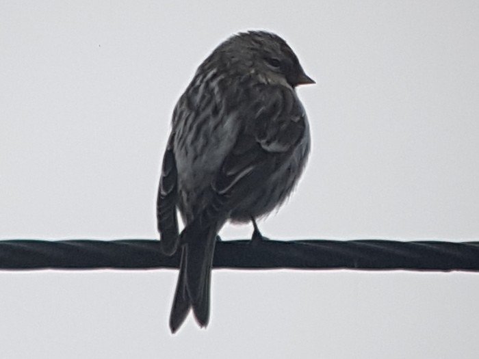 Mealy Redpoll