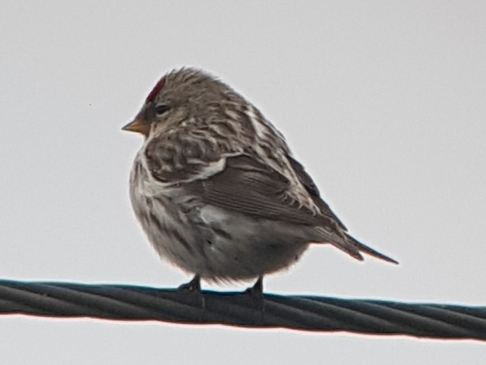 Mealy Redpoll