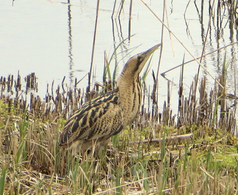 Bittern