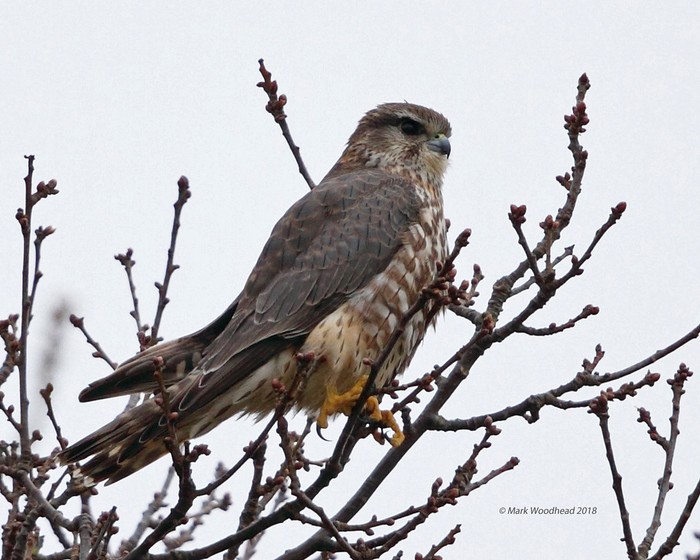 Merlin