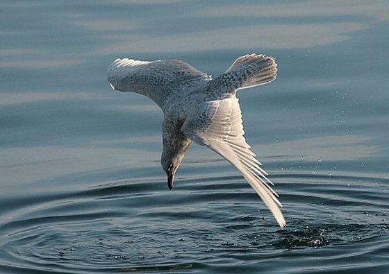 Iceland Gull
